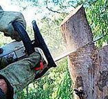 Anson, TX Tree Services Company